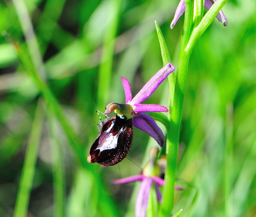 Ibrido tra Ophrys bertoloni subsp. benacensis e  Ophrys ...?